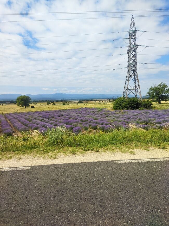 　6月初旬、バラの谷ではバラの香水の原料になるダマスクスローズが満開になります。ブルガリア人の友達がバラ摘みに連れて行ってくれました。<br />　庭のサクランボの実も随分大きくなりました。この時期、雨がよく降ります。雨の合間を縫って完熟したサクランボを収穫し、ジャム作りをします。<br /><br />6月に入り、気温も上がり晴天の日が増えてきました。<br />ブルガリアでの生活は、<br />　週１回、シプカ（私達の住むの町）外れにある牧場へ牛乳を買いに。<br />　週１回、町からバスで３０分程のカザンラクの街へ買い出しに。<br />　残りの日は、庭仕事。野菜や花の世話、草取りです。お昼ご飯は庭でバーベキューをします。<br /><br />