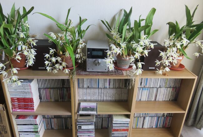 コロナ禍の時の家のランの紹介です。旅行を含め、外出を控えた時に、ランの花、音楽CDと文庫本などが、何よりの楽しみになりました。