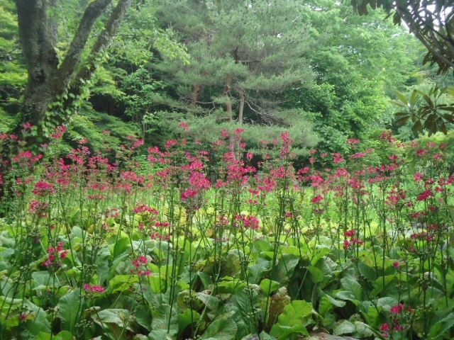 東国花の寺は関東一円にまたがる花木を縁とした寺院です。<br />ここ群馬県の吉祥寺もこの時期は九輪草(くりんそう)がきれいな花の寺でした。<br />鎌倉建長寺を本山とした臨済宗の禅寺です。