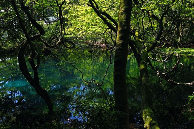 葉桜がゆれる東北ロードトリップ in 新潟・福島・山形・宮城★2022　08　6日目【鶴岡⇔酒田・遊佐町】