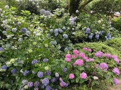 奈良　花園のようなアジサイ満開の矢田寺