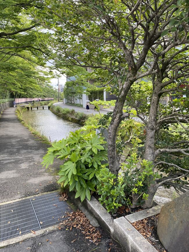 以前から、見たい見たいと思っていた<br />鏑木清方の絵<br />京都近代美術館で開催されています<br />地下鉄東山駅から<br />神宮道を歩くのも楽しいけど<br />水のきれいな白川に沿って歩きました<br />この道は短いけれど<br />緑が多くて水音が心地良くて<br />楽しい小路です<br />さあ皆様、ご一緒にいかがでしょう<br />今回は、近代美術館からはじめて<br />地下鉄東山駅へと辿ります<br />私はストック持って<br />ぶらぶら一人で歩きます