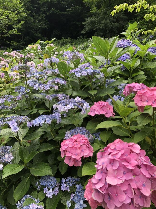 久々の鎌倉訪問は、紫陽花を求めて長谷寺からスタート。