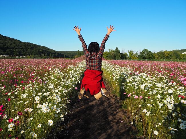 夏休みの北海道旅行も決めたところで気になるのが昨年ちらっとクサポンさから聞いていた北海道の秋のサンゴ草。<br />行くのかなぁ?行きたいなぁ…と思っていたところでその話題が出たのですかさず乗っかる(笑)。<br />まずは日程決め。<br />優先すべきはサンゴ草の見頃に行くという点。<br />調べてみると例年9月中旬~下旬がいいらしい。<br />しかし今年は中旬に3連休が無駄に2回ある。<br />6月の時点で既に9月の連休の初日と最終日は航空券代は高騰中。<br />とりあえず3連休初日と最終日は避けて…関東発、関西発でいい感じの日程を探って後半3連休にかぶせる日程に決定。<br />が、サンゴ草の観光に便利な女満別空港まで関西からの直行便はない。<br />となるとどうやっても2区間乗る必要が出てくるので航空券代はそれなりのお値段になる。<br />そこで思いついたのが去年利尻・礼文で使ったマイレージプラスの特典航空券。<br />備忘録代わりにまずは準備編から。