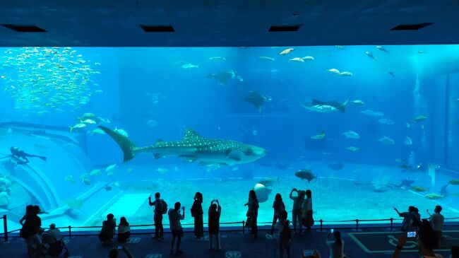 海外旅行に行きたい思うけど時期尚早かなぁと、少しでも海外気分を味わいたいと沖縄へ、石垣島、宮古島に行ったけど沖縄本島は久しぶりです。<br />青い海を見て、美ら海水族館に行って、巨大なジンベイザメを見てみたいと出発しました。<br /><br />旅行会社からのパンフでヒルトンホテル+エアー+レンタカー付きのセットプランが目にとまり申し込みましたが、ヒルトンの前にダブルツリーが付くのでした。<br />お得と思ったのは、そういうカラクリがあった訳で('◇')ゞ<br />初日の首里城のホテルの部屋は狭かったけど、北谷のほうのホテル(プラス料金あり)は本家ヒルトンホテルの朝食が頂けて、プールも使えるので良かったです。<br />沖縄らしい青い海&青い空が見れたのは1日目だけで、あとは曇り時々スコール的な天気。<br />北谷に2泊、泊まったお陰でアメリカンビレッジのまるでラスベガスに行ったような雰囲気を昼夜あじわえました、ラッキーなことに土曜日開催の花火も見れました(^^♪<br />
