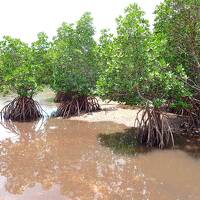 20年ぶりの石垣島　ぶらり一周（二） (2022年6月)