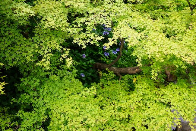 私の住む大阪でも、平年より８日遅い６月１４日に梅雨入りが発表されたので、見頃を迎えたアジサイを求めて、「梅田スカイビル」のある新梅田シティを訪れました。<br /><br />都会のど真ん中の人工地盤に造られた庭園に植えられているとはいえ、アジサイのかわいさに遜色はなく、十分に楽しむことができました。