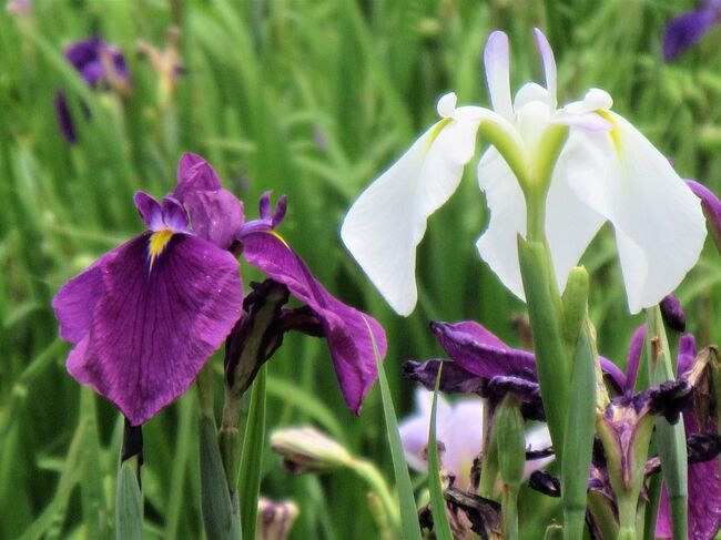 汝が瞳 我と映るは花菖蒲☆水元公園2022年6月