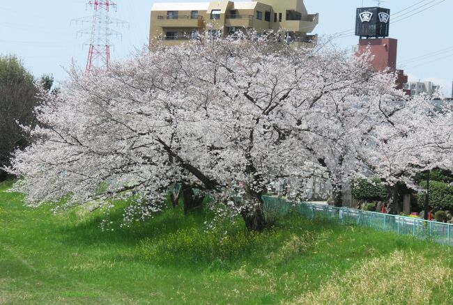 天白川の満開の桜並木の紹介です。満開のソメイヨシノのほか、八重紅枝垂れ桜や雪柳も見ごろでした。(ウィキペディア)