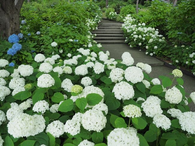 横浜八景島と言えばシーパラのイメージですが実はあじさいの名所でもあり<br />神奈川県内最大級の２万株のあじさいを観る事が出来る。<br />その中でも八景島の島内でしかみることのできない『八景ブルー』という<br />品種がここの見所です。どんな子かしら～♪