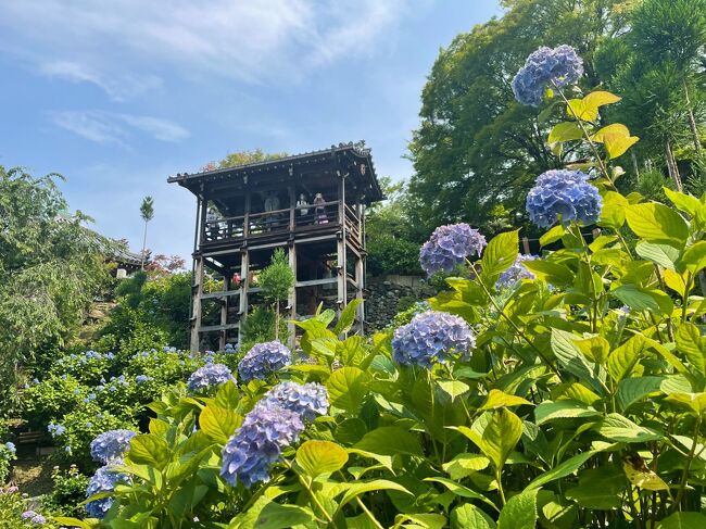 例年より遅めに梅雨入りした関西、<br />梅雨と言えば紫陽花が見頃になる季節。<br />コロナ前は毎年6月に海外へ出かけていたので、<br />日本のアジサイとは無縁でしたが、<br />今年で3年連続、京都のアジサイを見に行くことに。<br />相棒が山のお寺へ行きたいと言い出し、<br />善峯寺(よしみねでら)行きを決定！<br /><br />広い境内にポツポツ咲いていた紫陽花、<br />え～これだけ～？っと全く予習してこず、<br />ガッカリしていた矢先に見つけた白山桜アジサイ苑。<br />沢山のアジサイがモコモコ咲いていて見応え十分でした。<br />善峯寺の後は京都の街中へ出て、<br />暑い中、祇園界隈をお散歩しました。<br /><br />旅行記を書いてる時点で今年の梅雨終了？<br />数日しか雨に遭ってない記憶の今年の梅雨。<br />雨は嫌いですが、毎日酷暑が続いていて<br />これはこれで数か月は引き籠りになりそうです。<br /><br />大阪→善峯寺→烏丸→祇園四条→大阪
