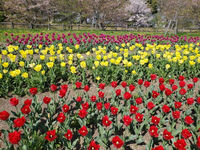 毎年行ってる、馬見丘陵公園のチューリップ祭り♪<br /><br />実は、前日も行ったのですが、ものすごい車の渋滞、駐車場は満車ばかりで、あきらめたのですが・・・<br /><br />弟が次の朝、早くに来てくれて、なんとか近い駐車場に入ることができました(#^.^#)