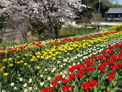 母と歩くわが町の園地～桜とチューリップが本当に綺麗です♪表彰も納得！！！