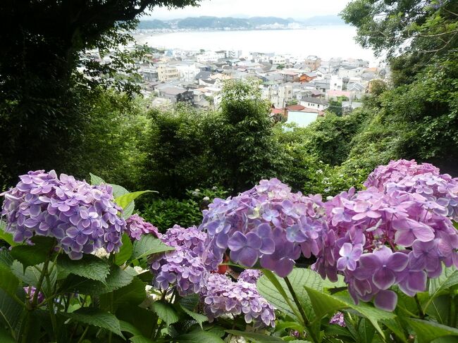見頃になった、鎌倉のアジサイ。<br />有給を取って1日江の島と鎌倉を歩いてきました。<br />今回は明月院をパスして、初めて長谷寺に。ブルー一色の明月院も素敵でしたが、種類や色のバラエティが豊富な長谷寺もきれいでした。<br /><br />開門すぐの長谷寺から始まり、御霊神社、極楽寺、成就院から鎌倉へ<br />銭洗弁財天宇賀福神社、佐助稲荷神社を駆け足で巡ってランチ、<br />鎌倉海浜公園稲村ヶ崎地区から江の島と、江の島・鎌倉フリーパスをフル活用。<br /><br />3万歩弱のお散歩でした。