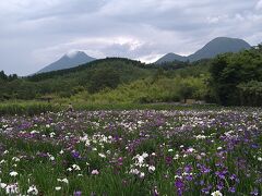 神楽女湖の花菖蒲～満開でした～