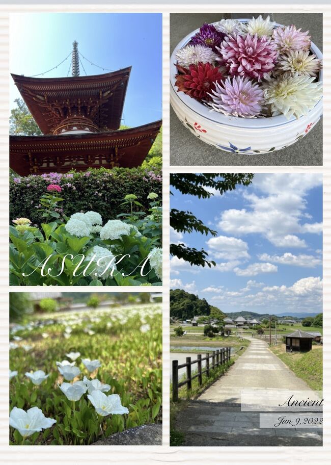 6/9(木)例年より梅雨入りが遅れているようで快晴に恵まれたこの日、妹と2人で奈良の明日香村へ行ってきました。<br /><br />紫陽花の見頃は次の週ぐらいの方が良さそうだったのですが、曇りや雨のマークが並んでいていよいよ梅雨入りしそうな気配です。ここは、お天気優先でいくことにしましょう。<br /><br />少し前は奈良の般若寺に行こうと思っていたのですが、今年は『大和三代観音 あぢさゐ回廊』というイベントを「岡寺」「長谷寺」「壷阪寺」でやっているとのこと。何処に行くか迷いましたが、「岡寺」に行くことにしました。せっかくなので、「久米寺」や「橘寺」と「石舞台古墳」にも立ち寄ることにしました。<br /><br />ランチは、前日に予約していた“cafe ことだま”で戴きました。橿原神宮前駅で知ったこの時期更にお得な “明日香周遊バス「赤かめ」” を利用して、効率よく廻ることができました。青空に恵まれ日差しは暑かったですが、梅雨入り前で爽やかな風の吹く中、飛鳥のロマンを感じることができました。<br /><br />*この旅行記をアップする6/30には既に3日前に梅雨明けし、真夏の暑さが続いています。四季のある日本が大好きだと思っていたら、二季?と思える気候変動が起こっていて心配ですね。どうぞ皆さん無理なさらずに、暑い夏を乗り切りましょうね(^^)