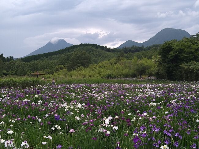 私が住んでいる北部九州は、今週、大荒れの天気が続いています。<br /><br />週末の予報もずっと雨マークなので、外出は諦めていました。とろが、昨日の夕方、ネットで調べると曇りの予報になっています！<br />「い・け・る・か・も」ということで、慌ててネットで情報収集を始めました。すると、私が大好きな神楽女湖の花菖蒲が満開というニュースを見つけました。これは、行くしかありません。