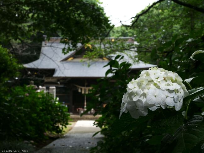 群馬県邑楽町の「長柄神社」へ、アジサイを見に行きました。<br /><br />「長柄神社」は、樹齢400年と云われるエドヒガンザクラ（邑楽町指定の天然記念物）で知られている神社です。エドヒガンの他、参道の両側には大きなサクラ並木があり、その下にアジサイが咲きます。<br /><br />訪れた日（6月11日）には、アジサイは未だ咲き始めで、ほとんど咲き始めていない株も多くありました。咲き始めた花も色付き途中が多く、花としては若くて綺麗、傷んだ花は見られませんでした。