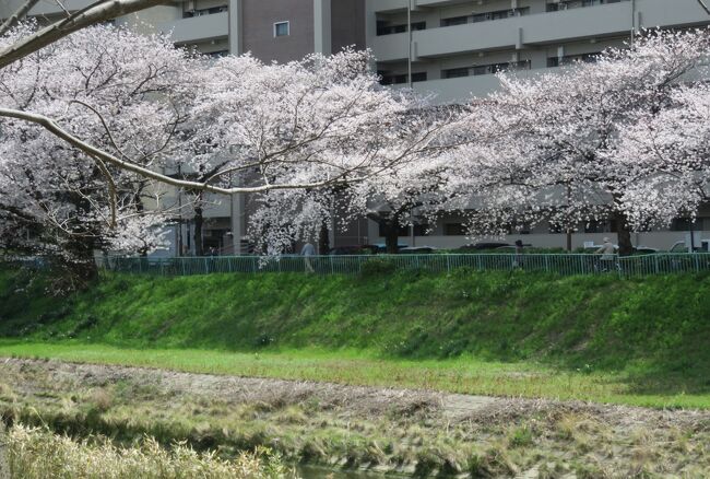 2022春、天白川の桜並木(4/5)：水仙、柊南天、八手、カルガモ、菜の花、雪柳、椋鳥