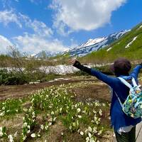 栂池の水芭蕉と残雪の白馬連峰&乗鞍高原のツツジを楽しむ　一泊二日！(黒部サンバレーホテル)
