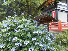 高幡不動紫陽花祭り