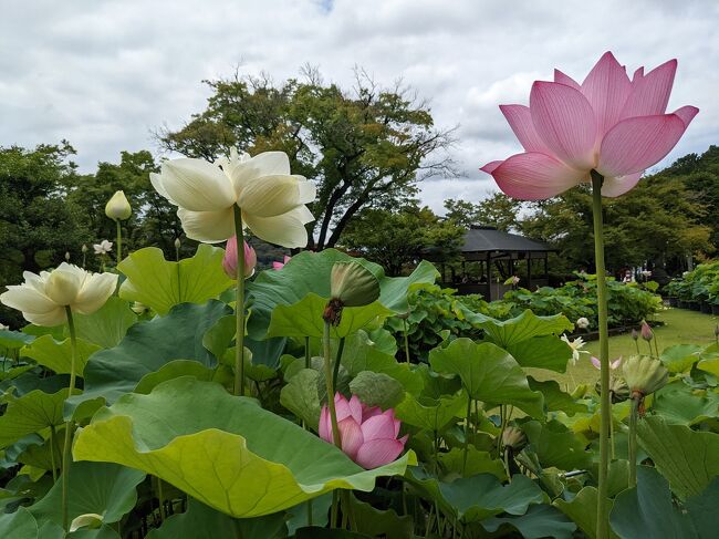 7/10日に京都に遊びに行ってきた。<br />三室戸寺、伏見稲荷大社<br />＜京都観光履歴＞<br />伏見稲荷大社によく行っている。<br />2016/02　八坂神社～清水寺～★伏見稲荷大社<br />2016/04　平等院鳳凰堂<br />2018/10　★伏見稲荷大社、金閣寺<br />2019/09　茶わん坂～清水寺～三年坂・二年坂～八坂神社<br />2020/06　金閣寺、★伏見稲荷大社<br />2020/11　嵐山<br />2021/03　★伏見稲荷大社、金閣寺<br />2021/03　鞍馬寺、貴船神社<br />2021/03　茶わん坂～清水寺～三年坂・二年坂～八坂神社<br />2021/06　★三室戸寺<br />2021/06　岩船寺<br />2021/07　勝林寺、真如堂、今戒光明寺<br />2021/11　平等院鳳凰堂、★伏見稲荷大社、永観堂・南禅寺<br />2022/03　竹の郷温泉万葉の湯<br />2022/07　★三室戸寺、★伏見稲荷大社