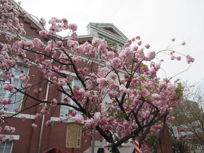 大阪造幣局の桜の通り抜けに初めて行ってきた。<br /><br />去年は抽選で当たったものの、コロナ感染者が増え、中止に。<br /><br />そして今年も抽選制で、見事あったため、見ることができた。<br /><br />時間によって人数制限していたため、落ち着いて見れてよかった。