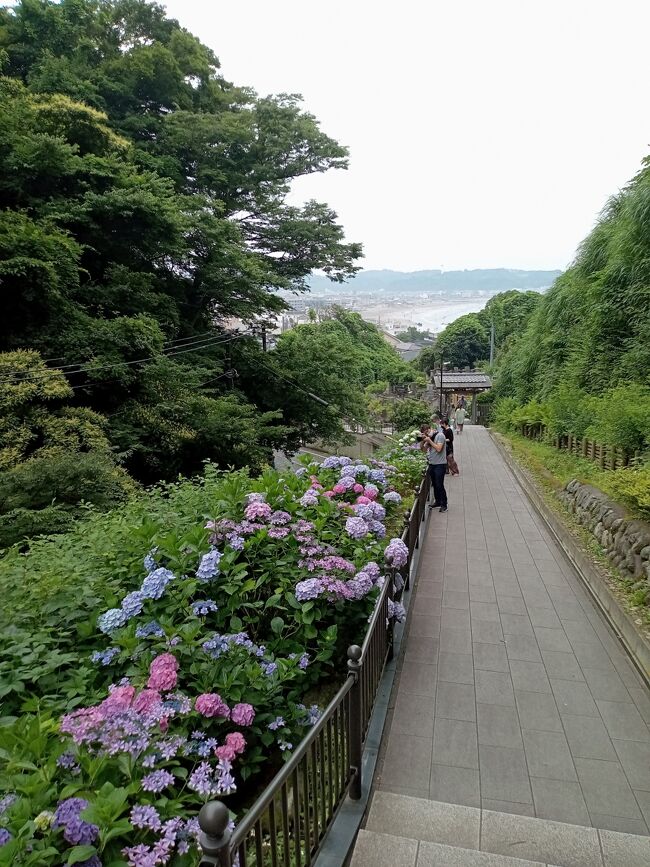 あじさい真っ盛りの時期なので、この年の大河ドラマ「鎌倉殿の13人」の地、鎌倉のあじさいを巡りました。全国的に新型コロナウィルス感染者がかなり減少したこともあって、土曜日のこの日は長谷寺も鎌倉駅も明月院の人だらけの混雑でした。特に長谷寺随一のあじさいの小径は朝早く到着したにもかかわらず2時間半待ちの状態でした。<br />あじさいはまさに満開のピーク状態。まるで絵の世界のような艶がある異次元の美しさです。全体的に青色が多いですが、紫、ピンク色や青紫色のガクアジサイのミックスされた光景も、まるで別世界にいるような美しい光景でした。<br /><br />あじさい真っ盛りの時期なので、この年の大河ドラマ「鎌倉殿の13人」の地、鎌倉のあじさいを巡りました。全国的に新型コロナウィルス感染者がかなり減少したこともあって、土曜日のこの日は長谷寺も鎌倉駅も明月院の人だらけの混雑でした。特に長谷寺随一のあじさいの小径は朝早く到着したにもかかわらず2時間半待ちの状態でした。<br />あじさいはまさに満開のピーク状態。まるで絵の世界のような艶がある異次元の美しさです。全体的に青色が多いですが、紫、ピンク色や青紫色のガクアジサイのミックスされた光景も、まるで別世界にいるような美しい光景でした。<br /><br />-----------------------------------------------------------------------------<br />スケジュール<br /><br />★6月18日　自宅－（小田急・JR・江ノ電）藤沢駅－（江ノ電）長谷駅－<br />　　　　　（徒歩）光則寺－（徒歩）成就院－（徒歩）御霊神社－（徒歩）<br />　　　　　　長谷寺－（江ノ電）鎌倉駅－（JR）北鎌倉駅－（徒歩）<br />　　　　　　明月院－北鎌倉駅－自宅<br />　　　　　