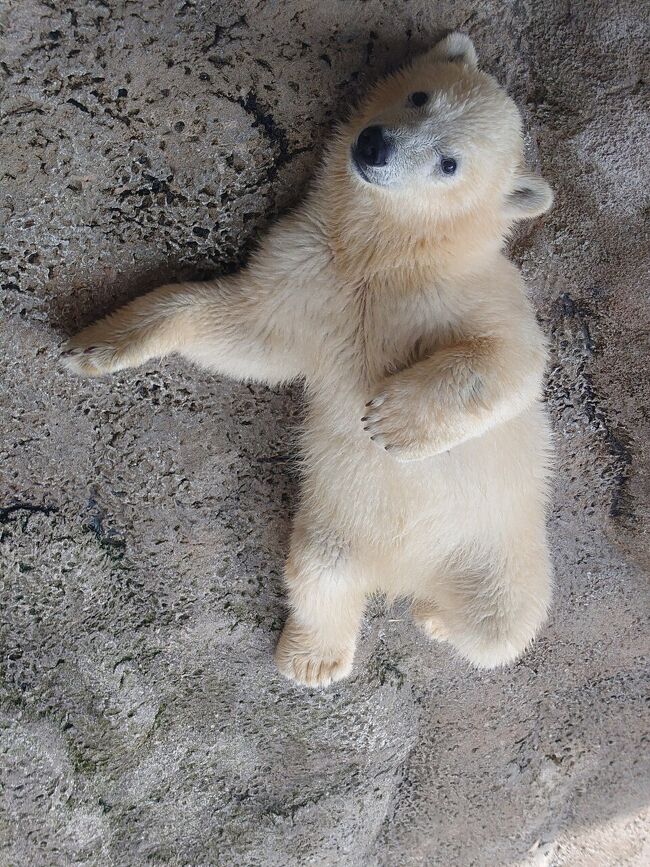 表紙写真：旭山動物園 2021年12月10日に生まれホッキョクグマ赤ちゃん<br /><br />０６月２１日（火） <br />４日目 <br />十勝川温泉 豆陽亭<br />道の駅おとふけ なつぞらのふる里<br />柳月スイートピアガーデン<br />幾寅駅 <br />とみたメロンハウス <br />旭山動物園<br />くまげら <br />ラビスタ富良野ヒルズ　<br /><br />この日は、鉄道員の幾寅駅(幌舞駅)、くまげらに行く以外は決めていなかった。<br />旅行に行く２日前に旭山動物園にホッキョクグマ赤ちゃんがいるというのを見て行くことにする。<br />宿泊はラビスタ富良野ヒルズ Booking.com で安く予約できた。<br />十勝川温泉第一ホテルを出発し、まずは道の駅おとふけ なつぞらさと、隣接する柳月スイートピアガーデンに行き、スイーツ食べて、土産を買う<br /><br />柳月スイートピアガーデンから幾寅駅に向けて走る。<br />狩勝峠を越えて鉄道員の幌舞駅、幾寅駅に到着。<br />駅の内外を見てきた。前から行きたかったし行けてよかった。<br /><br />幾寅駅から旭山動物園に向かう。<br />道中、富良野メロンハウスが見えてきたので入る。<br />メロンの時期で赤肉メロンカットメロンなど食べて美味しかった。<br />旭山動物園に閉園時間が17時15分なので15:30には着きたいと先を急ぐ。<br />15:30に旭山動物園に到着、入場料払い、ホッキョクグマ館に行く。<br />ホッキョクグマ赤ちゃんには人が集まってた。<br />写真撮ったりで結局30分ぐらいたと思う。<br />ホッキョクグマの赤ちゃんは可愛かった。<br />他の動物見る時間がなくなり、見たい動物を絞ってみて、閉園時間が来たので園外へ。<br /><br />旭山動物園から富良野くまげらへ行き夕飯。<br />人気のローストビーフ丼、山賊鍋を食べて、期待通りの美味しかった。<br />くまげらから、宿泊するラビスタ富良野ヒルズまで車で数分で到着。<br /><br /><br /><br />【北海道５泊６日】<br />０６月１８日（土）<br />１日目 https://4travel.jp/travelogue/11765500<br />伊丹空港（ANA）<br />新千歳空港（ANA）<br />新千歳空港（ANA）<br />女満別空港（ANA）<br />ニッポンレンタカー女満別<br />オホーツク流氷館 <br />ひがしもこと乳酪館<br />900草原<br />釧路ロイヤルイン<br />つぶ焼かど屋<br /><br />０６月１９日（日）<br />２日目 https://4travel.jp/travelogue/11763894<br />釧路ロイヤルイン<br />ノロッコ列車 釧路発～塘路駅 <br />ノロッコ列車 塘路駅～釧路駅 <br />釧路ロイヤルイン<br />ラビスタ阿寒川<br /><br />０６月２０日（月）<br />３日目 https://4travel.jp/travelogue/11763555<br />ラビスタ阿寒川<br />上士幌道の駅<br />タウシュベツ川橋梁<br />上士幌道の駅　<br />十勝川温泉 豆陽亭<br />ばんえい競馬<br />十勝川温泉 豆陽亭<br /><br />０６月２１日（火）<br />４日目 https://4travel.jp/travelogue/11763173<br />十勝川温泉 豆陽亭<br />道の駅おとふけ あおぞらの里<br />柳月スイートピアガーデン<br />幾寅駅<br />とみたメロンハウス<br />旭山動物園<br />くまげら<br />ラビスタ富良野ヒルズ<br /><br />０６月２２日（水）<br />５日目 https://4travel.jp/travelogue/11764408<br />ラビスタ富良野ヒルズ<br />くろべこ（平取）<br />道の駅あびらD51ステーション  　　<br />平岸高台公園<br />創世スクエア  <br />ヨイッチーニ <br />グランドパーク小樽<br /><br />０６月２３日（木）<br />６日目 https://4travel.jp/travelogue/11762818<br />グランドパーク小樽<br />田村岩太郎商店<br />道の駅マオイの丘公園<br />レンタカー返却<br />新千歳空港<br />新千歳空港（Peach）<br />関西空港（Peach）<br />