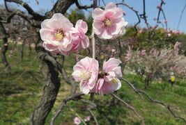 2022春、名古屋市農業センターの五分～七分咲の枝垂れ梅(4/6)：水仙、呉服枝垂れ