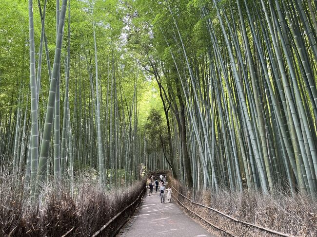 夫婦2人で夏の京都旅行1泊2日_2日目（嵐山・天龍寺・福田美術館・トロッコ列車）