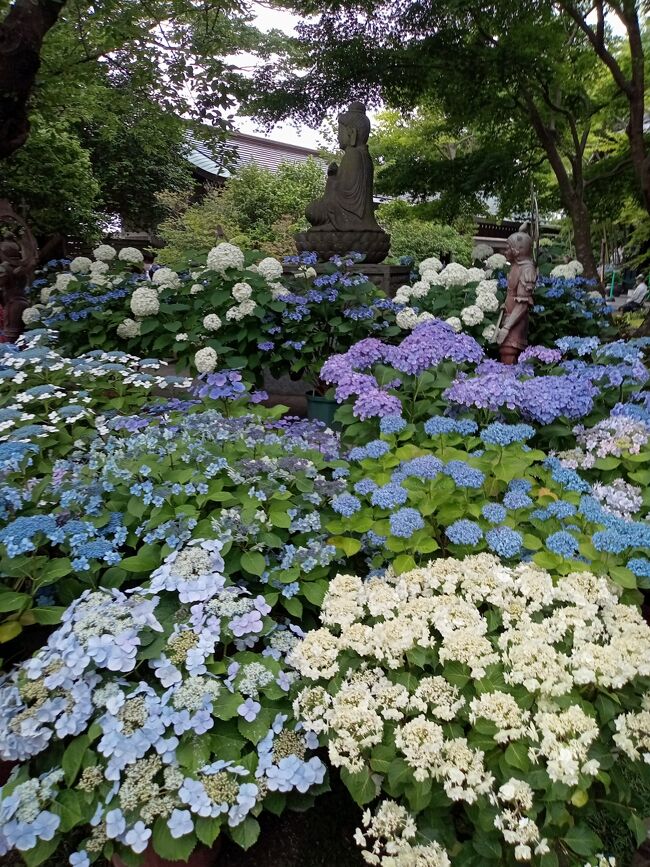 あじさい真っ盛りの時期なので、この年の大河ドラマ「鎌倉殿の13人」の地、鎌倉のあじさいを巡りました。全国的に新型コロナウィルス感染者がかなり減少したこともあって、土曜日のこの日は長谷寺も鎌倉駅も明月院の人だらけの混雑でした。特に長谷寺随一のあじさいの小径は朝早く到着したにもかかわらず2時間半待ちの状態でした。<br />あじさいはまさに満開のピーク状態。まるで絵の世界のような艶がある異次元の美しさです。全体的に青色が多いですが、紫、ピンク色や青紫色のガクアジサイのミックスされた光景も、まるで別世界にいるような美しい光景でした。<br /><br />あじさい真っ盛りの時期なので、この年の大河ドラマ「鎌倉殿の13人」の地、鎌倉のあじさいを巡りました。全国的に新型コロナウィルス感染者がかなり減少したこともあって、土曜日のこの日は長谷寺も鎌倉駅も明月院の人だらけの混雑でした。特に長谷寺随一のあじさいの小径は朝早く到着したにもかかわらず2時間半待ちの状態でした。<br />あじさいはまさに満開のピーク状態。まるで絵の世界のような艶がある異次元の美しさです。全体的に青色が多いですが、紫、ピンク色や青紫色のガクアジサイのミックスされた光景も、まるで別世界にいるような美しい光景でした。<br /><br />-----------------------------------------------------------------------------<br />スケジュール<br /><br />★6月18日　自宅－（小田急・JR・江ノ電）藤沢駅－（江ノ電）長谷駅－<br />　　　　　（徒歩）光則寺－（徒歩）成就院－（徒歩）御霊神社－（徒歩）<br />　　　　　　長谷寺－（江ノ電）鎌倉駅－（JR）北鎌倉駅－（徒歩）<br />　　　　　　明月院－北鎌倉駅－自宅