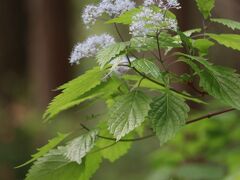 コアジサイと紅花山シャクヤクを求めて（天川村・観音峰）その１