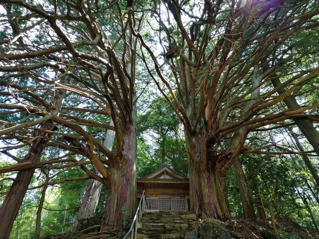 今回は額田地区のパワースポット<br />・寺野の大楠(寺野薬師堂)<br />・切越の夫婦ヒノキ(須佐之男神社)<br />・八面石塔<br />・夏山の根上り杉(諏訪神社)<br />・見返り大杉(天恩寺)<br />を巡ります。<br />昼めしは「なまず屋」で鮎の塩焼きを堪能。<br />そして樫山町中心部もぶらりします。<br />