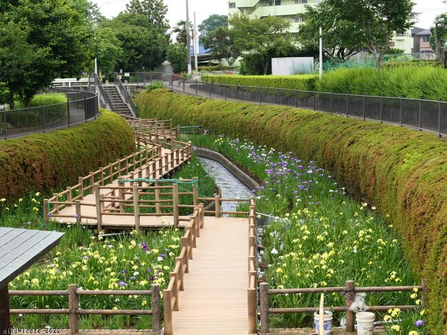 2022年6月11日に訪れた「分水堀緑道（群馬県大泉町）」には、花菖蒲とアジサイが綺麗に咲いていて、どちらも見頃が始まっていました。<br /><br />「分水堀緑道」は、大泉町にある「小泉城跡の外堀」の一部を整備して造った公園です。Ａ、Ｂ、Ｃ、Ｄの4つのエリアに分かれていて、ＡとＤは”緑道（散歩道）”、Ｂは「せせらぎの道」と名付けられていてアジサイが咲いています。Ｃは「しょうぶ園」で花菖蒲が咲いていました。