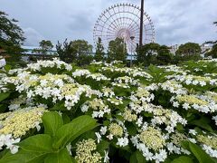 梅雨時期のお台場デート～紫陽花、観覧車、チームラボ～