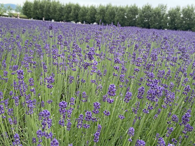 数年前の夏に富良野で見た花畑が忘れられず、再訪です。<br /><br />1日目<br /> 成田空港発<br />新千歳空港着<br />レンタカー到着　<br />富良野へ出発<br />ワインハウス<br />なかふらのフラワーパーク<br />ファーム富田<br />美瑛放牧農場<br />青い池<br />白ひげの滝<br />日の出公園<br />森の時計<br />ニングルテラス<br />ラビスタ富良野ヒルズ<br /><br /><br />