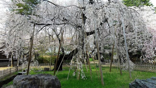 今年の桜は地元‘真間山弘法寺’の樹齢400年の桜。灯台下暗しで今までこの時期に訪れたことがなかった。弘法寺から参道の階段を降りてくると悲しい物語が残る‘手児奈霊堂’がある。<br />自宅待機時の2020年の写真も織り交ぜ、地元屈指の寺院、手児奈堂、弘法寺の紹介。<br /><br />市川市教育委員会の引用分より<br />手児奈霊堂ー文亀元年（1501年）に弘法寺（ぐぼうじ）の七世日与上人が、手児奈と呼ばれた女性を祀る霊堂として世に広めたとある。<br />手児奈の物語はいろいろ伝えられていて、一番有名な話は美人ゆえに多くの男性から求婚され、人々が争うのを見かねて真間（市川真間）の入江に身を沈めたと言う今では考えられない感涙の物語。<br />他に継母に仕え真間の井の水を汲んでは孝養を尽くしたとか、手児奈は国造の娘でその美貌を請われ、ある国の国造の息子に嫁いだが、親同士の不知から海に流され遺体が漂着した所が生まれ故郷の真間であったとか、巫女であったりなど形を変え伝えられている。<br />　<br />真間山　弘法寺（ぐぼうじ）<br />真間の地は、かつては六所神社（国司は国内の全ての神社を一宮から順に巡拝していたが、これを効率化するため国府近くに神を合祀した総社を設け、まとめて祭祀を行うようにした神社）があり、国府が設置されていた下総国の中心地であったため古くから寺院があった可能性は高いとあるが、略縁起では、奈良時代に行基菩薩が手児奈の霊の供養をするため建立したのが「求法寺」の始まりとされる。その後平安時代に弘法大師が七堂を構えて「真間山弘法寺」になり、天台宗、日蓮宗へと変わってゆく。