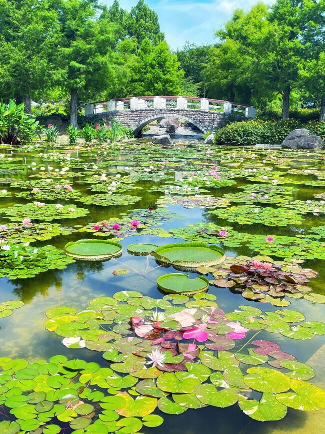 滋賀県草津市にある『水生植物公園 みずの森』は、琵琶湖に面した植物園で、初夏には蓮、睡蓮、オオオニバスなどが園内を美しく彩ります。新聞を見ていたら、みずの森で睡蓮が見ごろを迎えているとの記事が！<br /><br />昨年、4トラメンバーのyokoさんがみずの森を訪れ、池に睡蓮が咲く様子を紹介されていて、私も見てみたいと思っていたのでした。早速、HPをチェックしてみると、次のように書かれていました♪<br />　　今年もまたスイレンの季節がめぐってきました！<br />　　屋外の耐寒性スイレンも咲きはじめ、<br />　　一年で最も数多くのスイレンが見られます。<br />　　当園では150種類を超えるスイレンを栽培しており、<br />　　これらのスイレンが次々と開花期を迎え、<br />　　園内のいたる所でご覧いただけます。<br /><br />アトリウムでは一年中睡蓮が楽しめますが、屋外の睡蓮が咲くのは初夏の今だけ。この時期ならではの美しい光景が見たくて、早起きをして琵琶湖湖畔まで観に出かけてきました。<br />