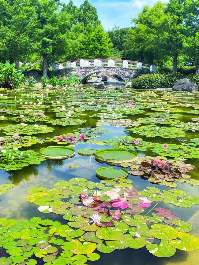 睡蓮が見頃の 草津水生植物公園 みずの森 をちょこっと訪問 草津 滋賀 滋賀県 の旅行記 ブログ By Akikoさん フォートラベル