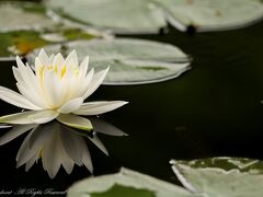 照南湖ビオパークのスイレン&浄土平ワタスゲ群生