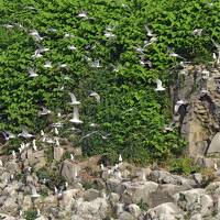 ウトウなど100万羽の海鳥が集う天売島：花盛りのサロベツ原生花園も楽しんだ観察と写真撮影の旅