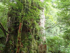 屋久島はいつも雨？