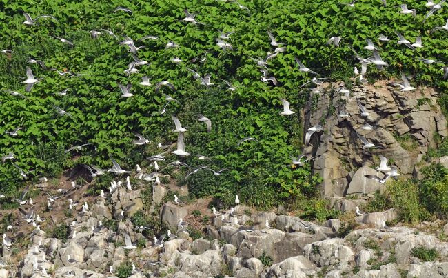 北海道へのバードウォッチングツアーに参加して、海鳥の楽園、天売島を訪ねた。天売島に集う海鳥の中で目立つのはウトウ、ケイマフリ、ウミガラスである。これらの鳥は海中を飛ぶように泳ぎ、北のペンギンと言われている。ウトウは約80万羽が営巣し、天売島は世界最大のウトウ営巣地となっている。<br /><br />天売島へ向かう途中に立ち寄ったサロベツ原生花園は花盛りで、野鳥と共に花も楽しめた。天売島では天候に恵まれ、ウミネコの営巣地を訪問し、夕暮れ時に巣へ帰るウトウを観察できた。宿の夕食は、ウニとアワビが出てきて、とても豪華であった。翌朝、漁船で島を一周して、ウトウの群れをはじめ多くの鳥を見た。このクルーズが旅のハイライトとなった。<br /><br />写真はウトウだけでなく、愛嬌のあるケイマフリ、貴重なウミガラスも撮影でき、期待以上の素晴らしい旅だった。