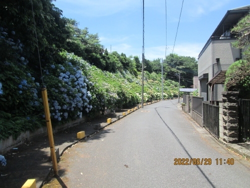 流山市の前ヶ崎斜面樹林・あじさい通り・2022年6月