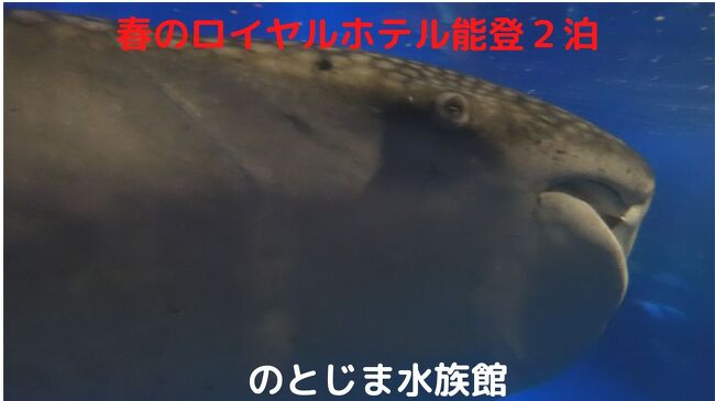 普段はあまり観光に出ない我が家ですが、折角遠くまで足を延ばしたので観光をします。<br /><br />向かった先はのとじま水族館で、巨大なジンベイザメを間近で見られます。<br />