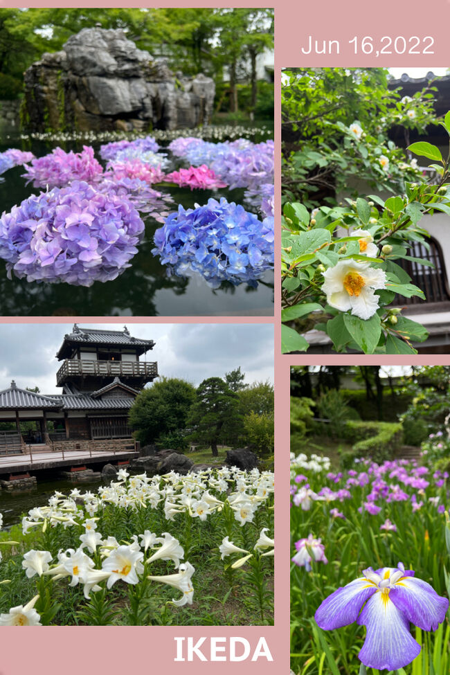 久安寺 紫陽花浮かべ 沙羅 花菖蒲 池田城趾公園のユリ から お肉を食べる O O 池田 大阪 の旅行記 ブログ By Yokoさん フォートラベル