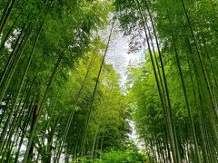 嵯峨沢館で過ごす初夏　源氏のホタルと歴史に出逢う　修善寺編