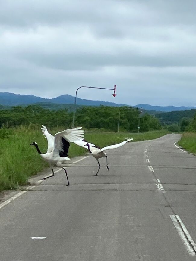 ピーチセール時に関西ー釧路　予約<br /><br />温泉旅行ってきました～。