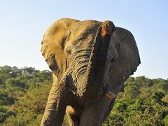 はぐれゾウいきり立つ! コロナ禍以降最初の海外　南アフリカでサファリを楽しむ  6最後のサファリ